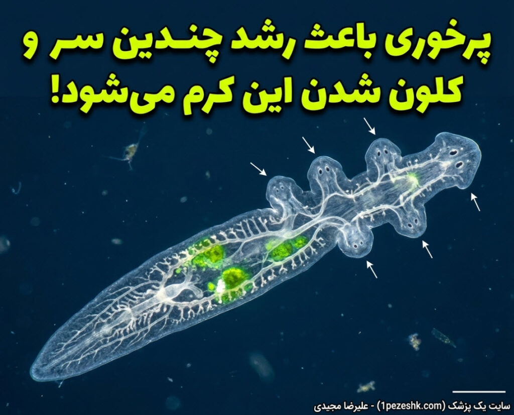 وقتی یک غذا باعث می‌شود این کرم کوچک به یک زنجیره زنده چندسر تبدیل شود